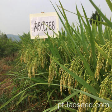 Sementes de arroz orgânico natural de alta qualidade